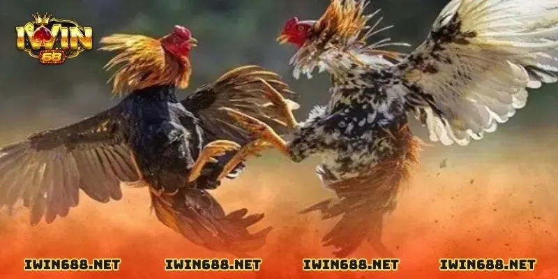 Đá gà IWIN68 tỷ lệ ăn cao trả thưởng cực kỳ minh bạch